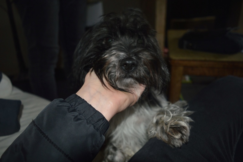 TOBI, croisé griffon 2,5 ans - M 25189511