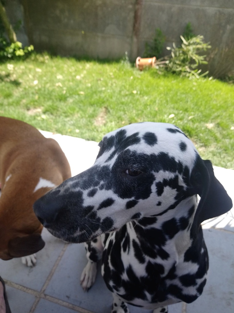 JERRY, type dalmatien 3 ans - M 32890510