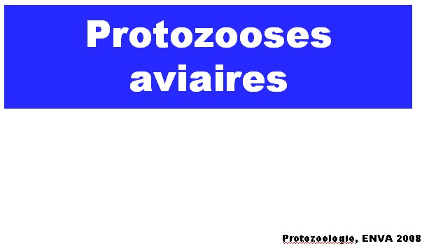 Protozooses aviaires (ENVA. 2008) Protoz10