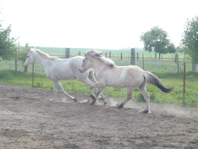 Les deux presque-poneys P1010636