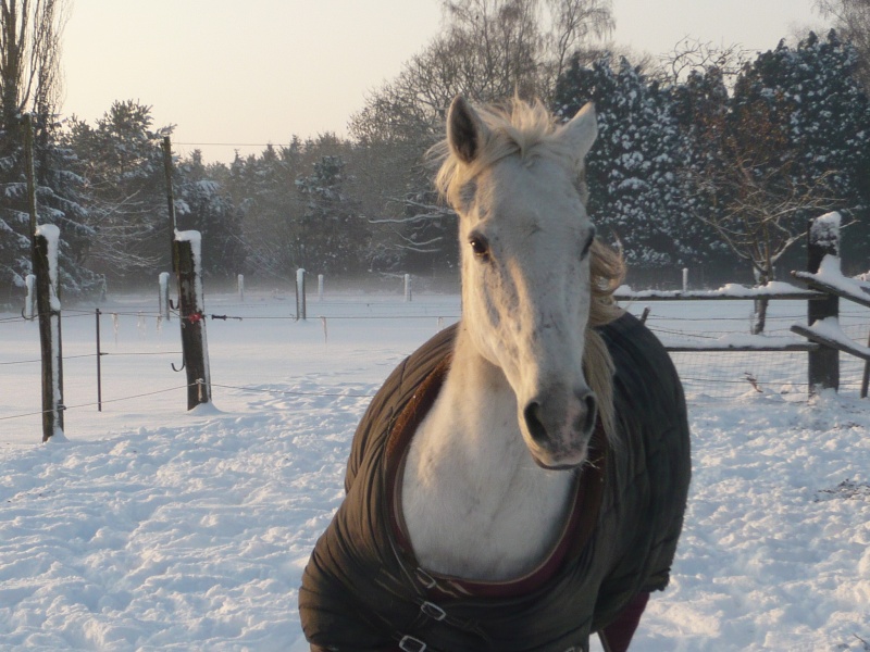 Heeey, Poster vos photos de vos chevaux dans la neige, pour une nouvelle déco' P1020610