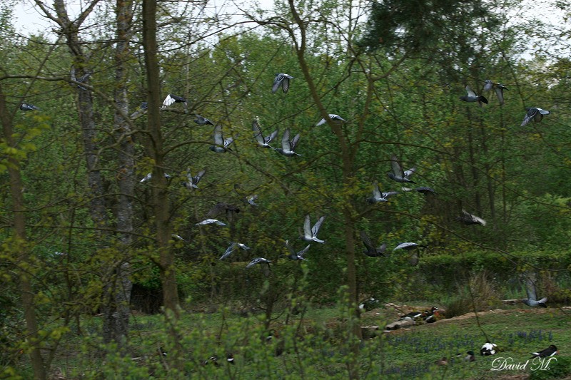 Photos sortie Parc des Oiseaux du 18 avril 2009 - Page 3 Img_2223