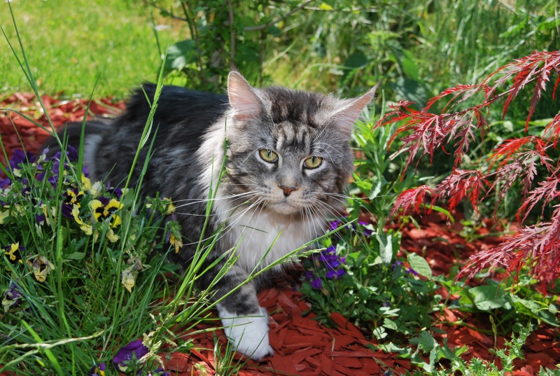 Les Coons du Hameau au jardin Exteri10