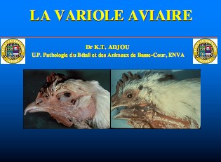 LA VARIOLE AVIAIRE (cours ENVA, 2008, ppt) Variol10