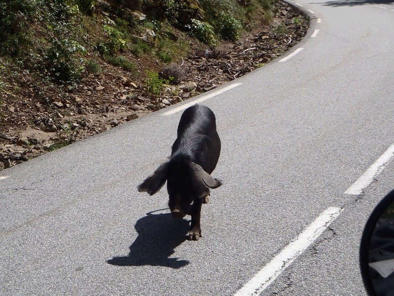 les animaux croisés en chemin... - Page 2 117