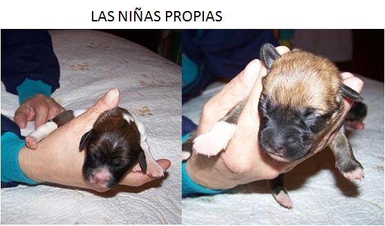 Mama mini y sus 7 minicachorritos en adopcin. Sevilla. [TODOS ADOPTADOS] Las2pe10