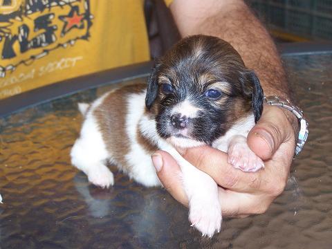 Mama mini y sus 7 minicachorritos en adopcin. Sevilla. [TODOS ADOPTADOS] Lupita10