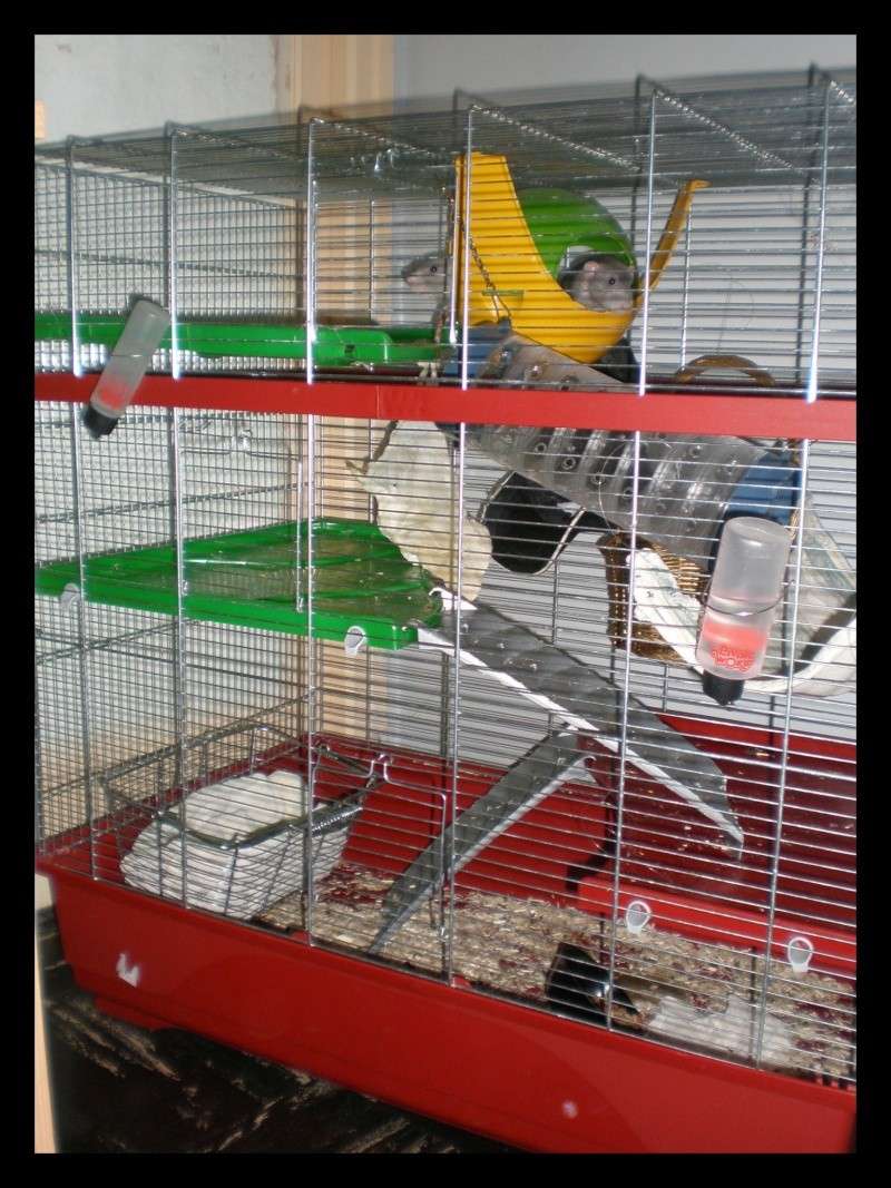 nouvelle photo de ma cage P1071119