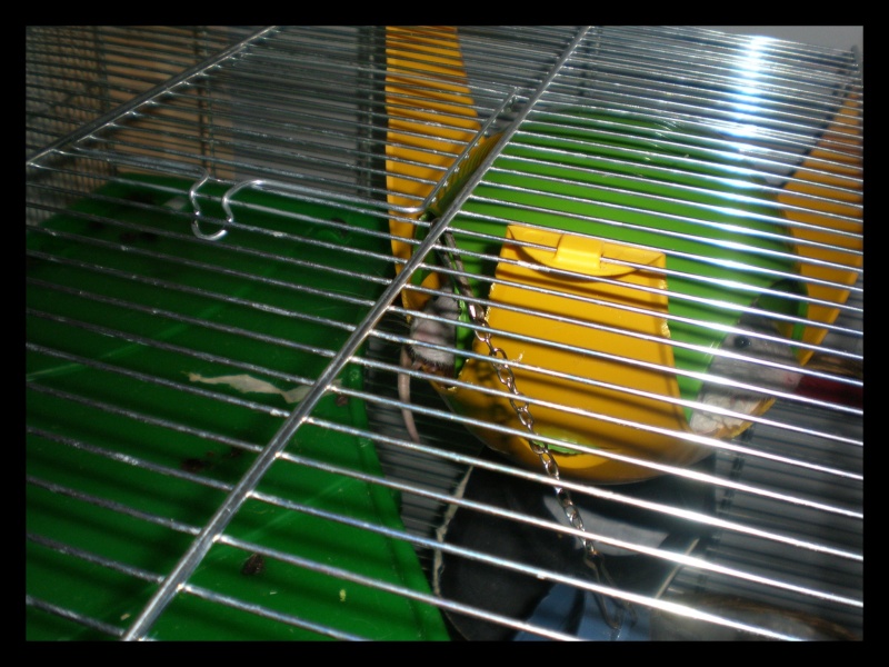 nouvelle photo de ma cage P1071122