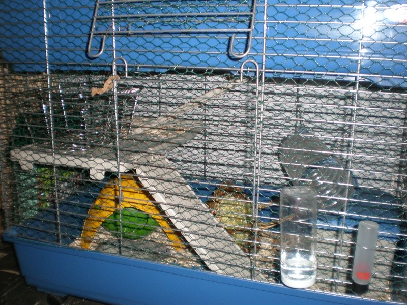 photo la récente cohabitation et de leur cage P2181214