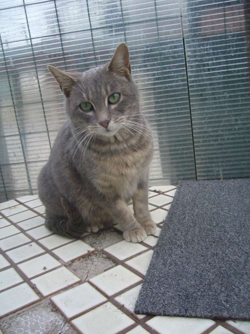 Alizée, belle chatte grise de 5 ans Alizae10