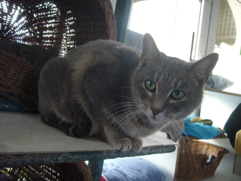 Alizée, belle chatte grise de 5 ans Alizae11
