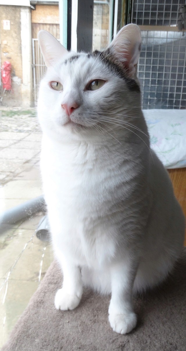 Argos, gros chat blanc et noir né en 2012 - SLPA Amance Argos_10