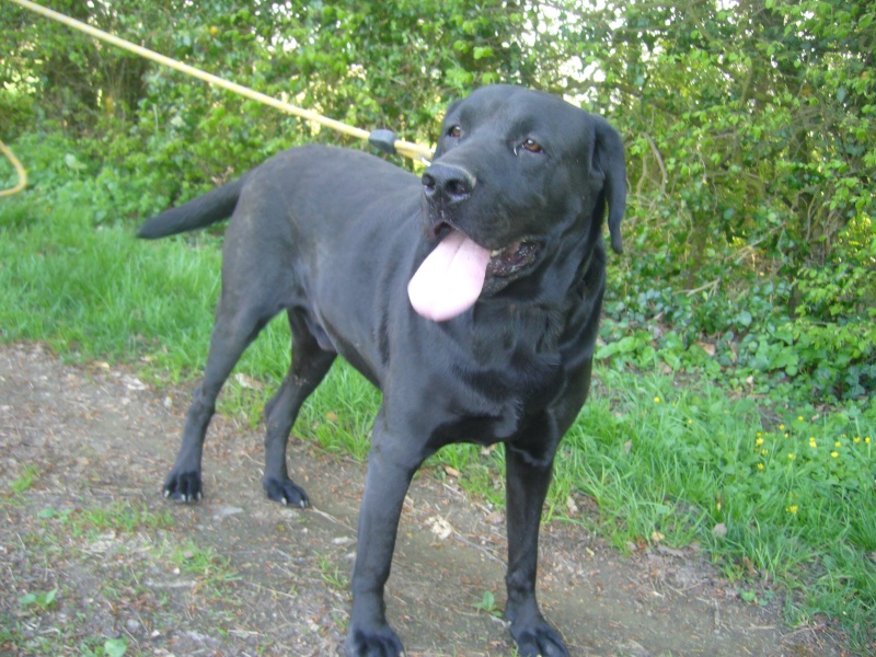 Atton, labrador noir de 4 ans, castré Atton_15