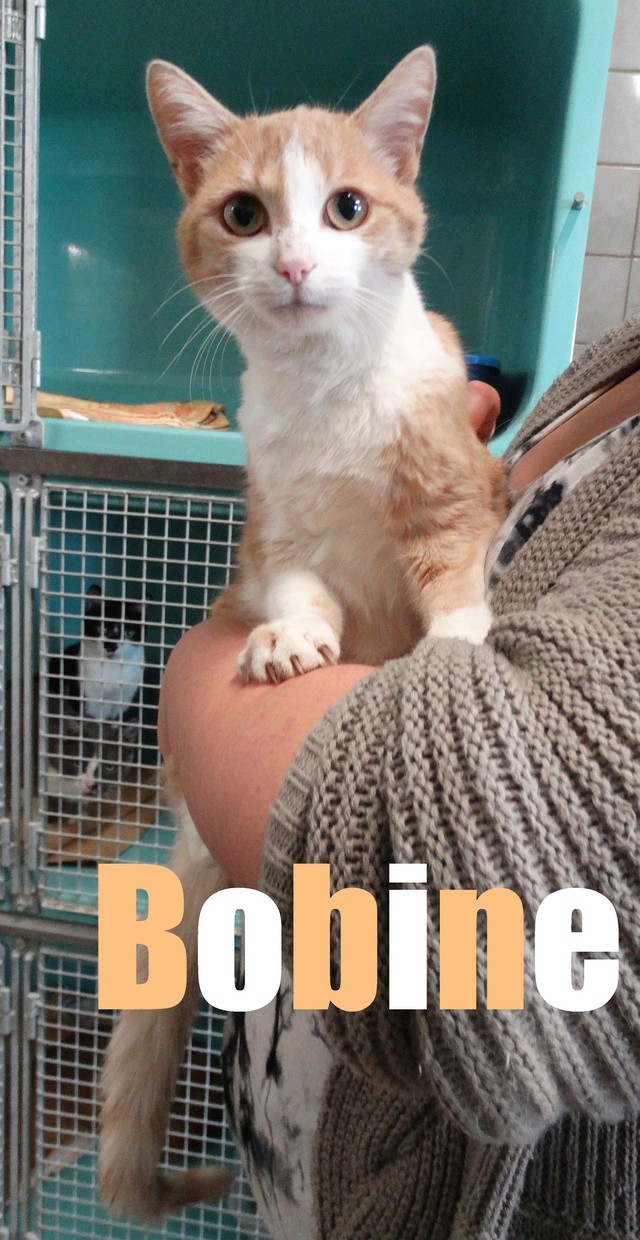 Bobine, adorable rousse et blanche née en 2014 - SLPA Amance Bobine10