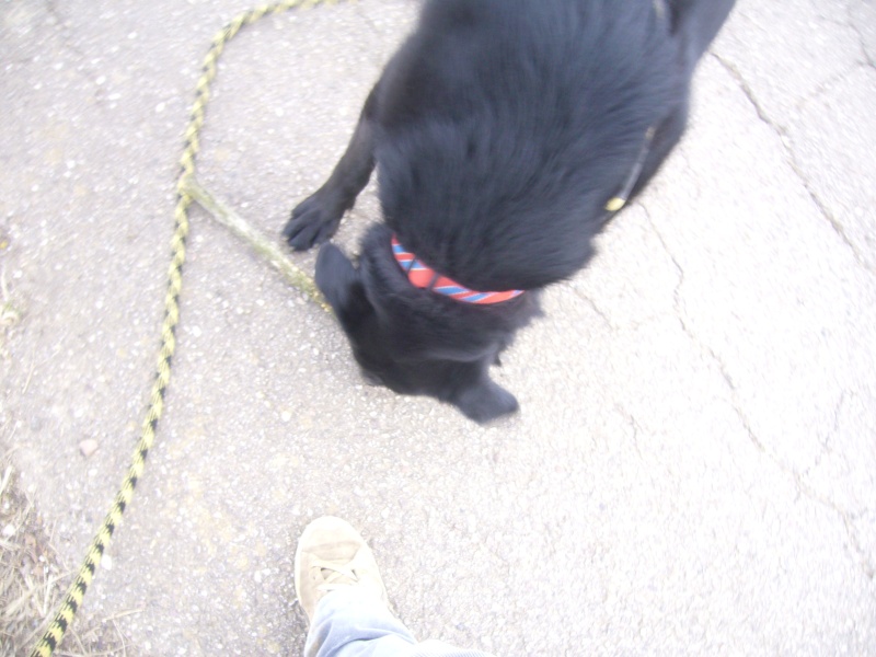 Candy, croisée labrador noire, 2 ans 1/2, stérilisée Candy_17