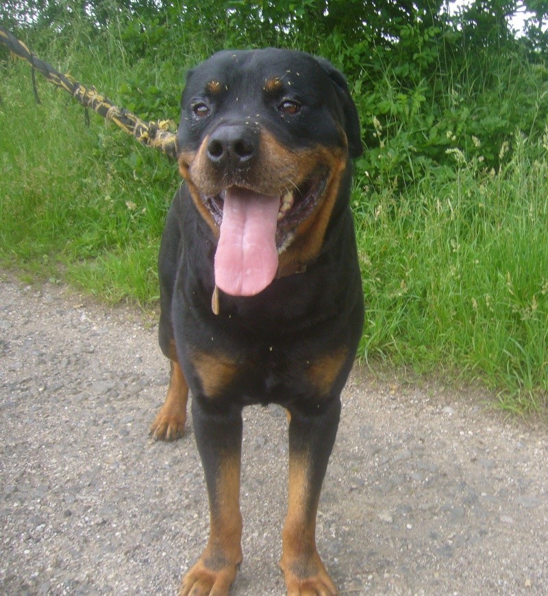 Diablo, rottweiller de 6 ans, castré Diablo10