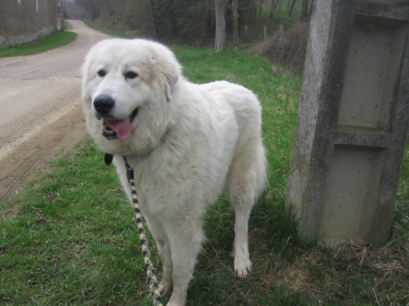 Driska, montagne des pyrénées de 3 ans, stérilisée Driska11