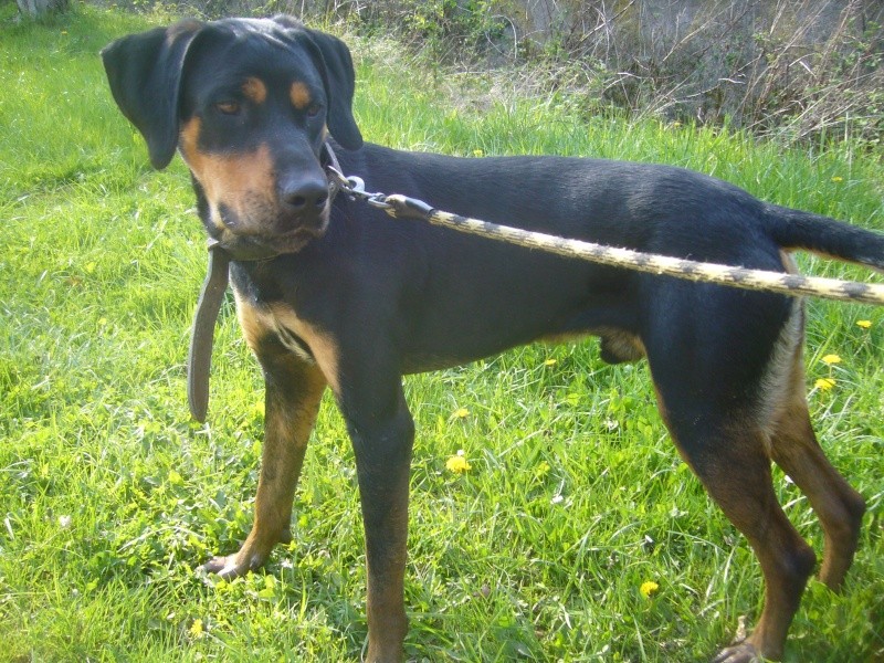 Ebène, croisé beauceron de 1 an Ebane_15