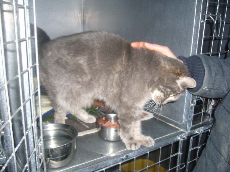 Rose, chatte grise de 10 ans, stérilisée Femell21