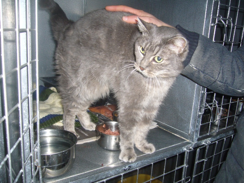 Rose, chatte grise de 10 ans, stérilisée Femell23