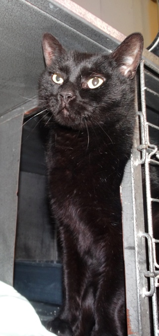 Fiston, gros chat noir né en 2012 - SLPA Amance Fiston10
