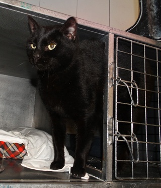 Fiston, gros chat noir né en 2012 - SLPA Amance Fiston11
