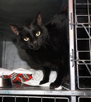 Fiston, gros chat noir né en 2012 - SLPA Amance Fiston13