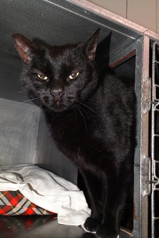 Fiston, gros chat noir né en 2012 - SLPA Amance Fiston15