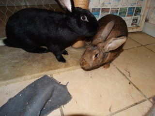 5 lapins de ferme, environ 7 mois, SLPA Amance Lapins21