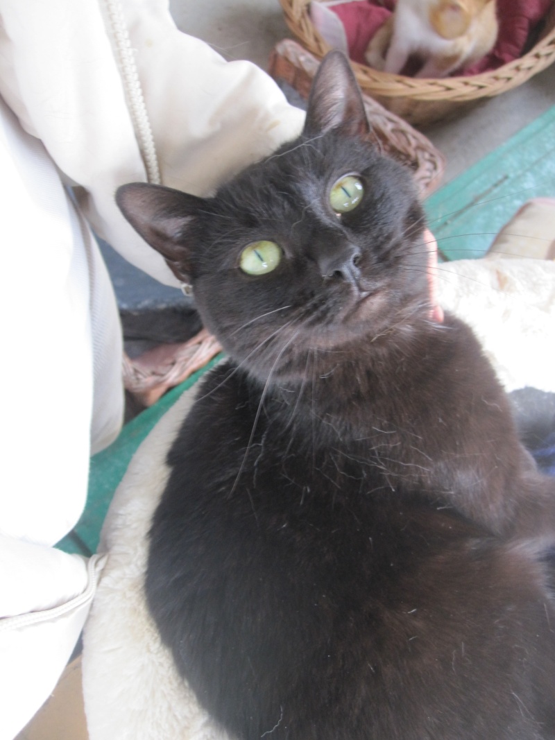 Mascotte, chatte noire de 4 ans Mascot11