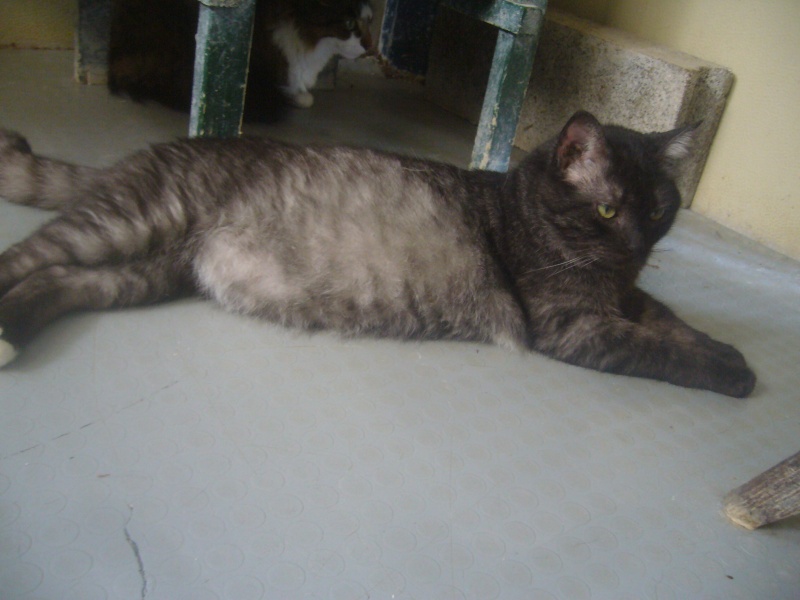 Mimi, chat tigré couleur noir fumé de 5 ans Mimi_j12
