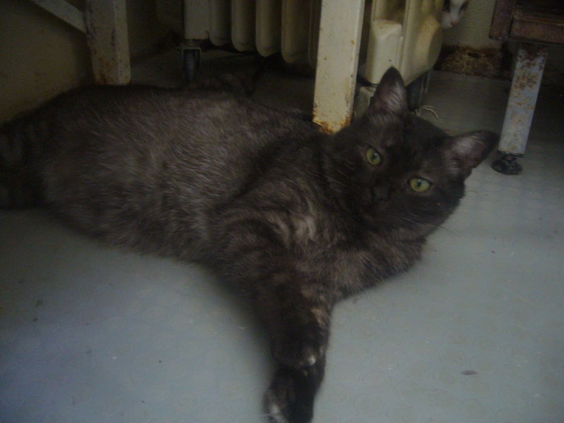 Mimi, chat tigré couleur noir fumé de 5 ans Mimi_j13