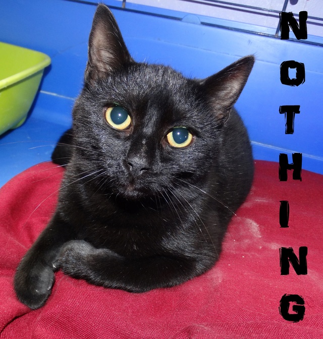 Nothing, grand chaton noir - SLPA Amance Nothin10