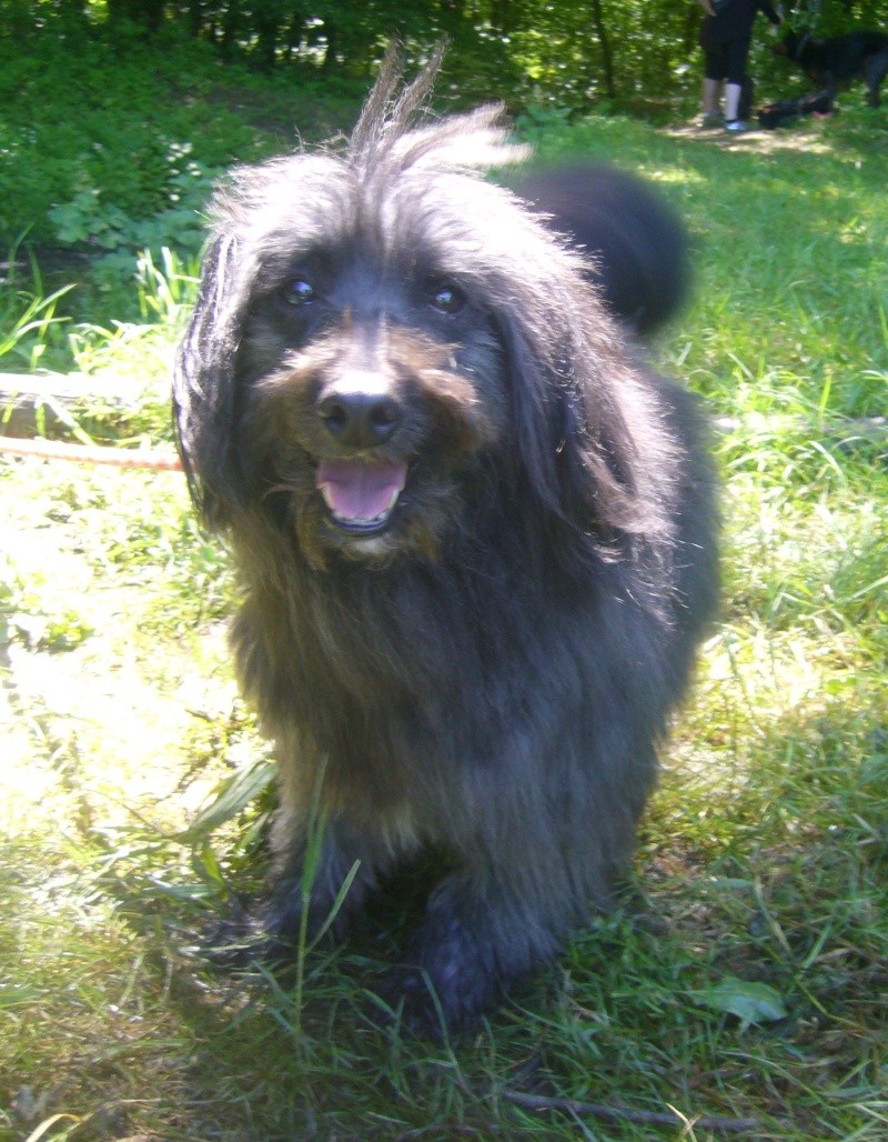 Nouki, croisé spitz nain de 6 ans Nouki_13