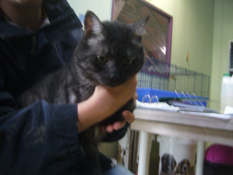 Mimi, chat tigré couleur noir fumé de 5 ans P1140316