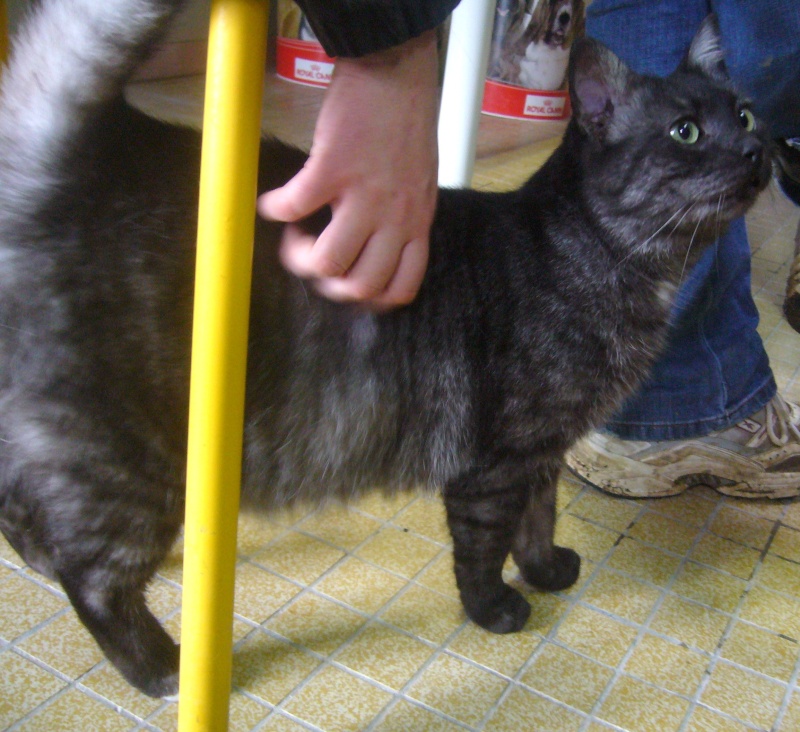 Mimi, chat tigré couleur noir fumé de 5 ans P1140320