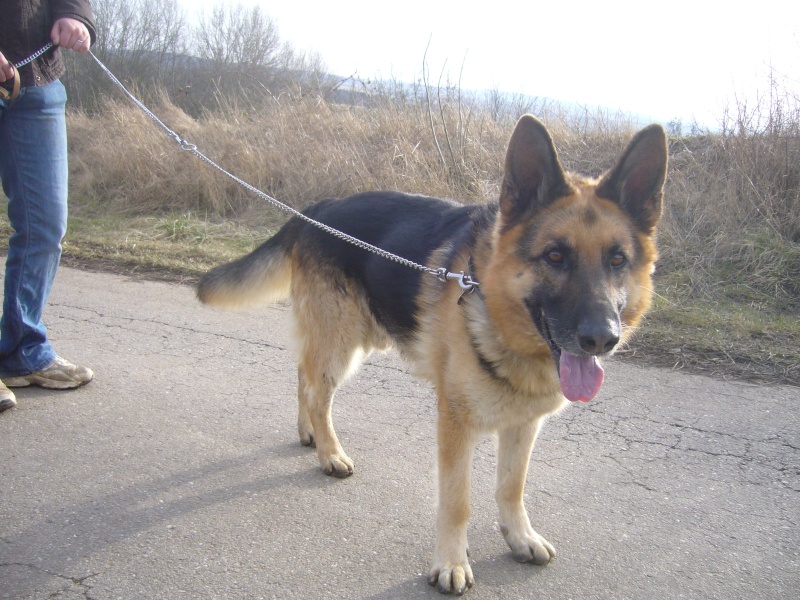 rex berger allemand 8 ans - Page 2 Rex_fa10