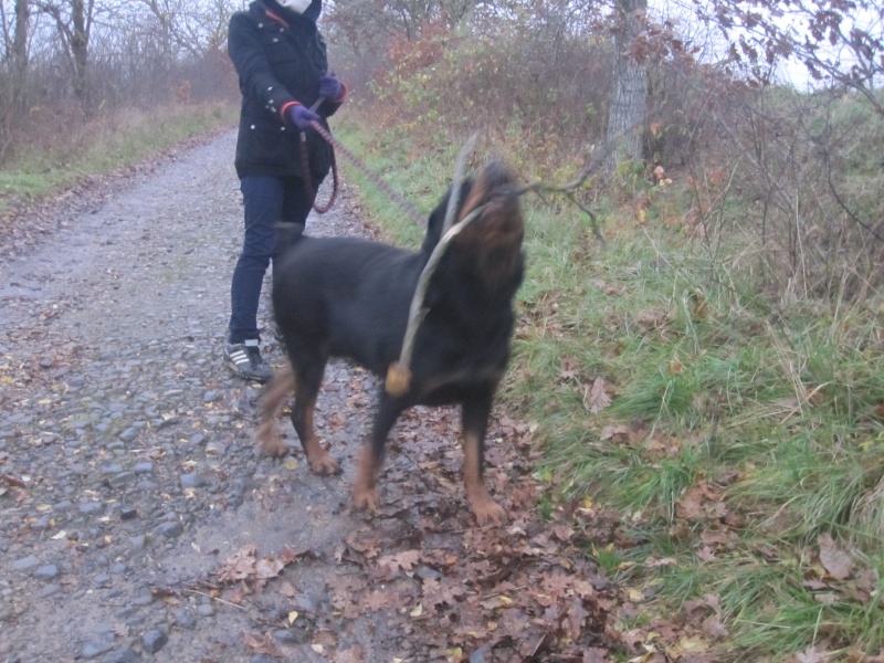 Romin, rottweiller de 10 ans Romin_11