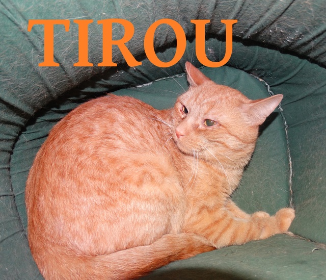 Tirou, chaton roux né en 2016 - SLPA Amance Tiroux11