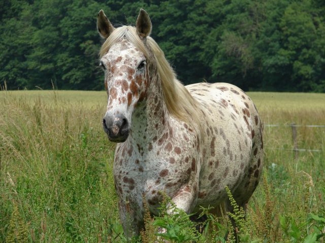 Concours : MISS APPALOOSA 2009 - Page 3 20640610
