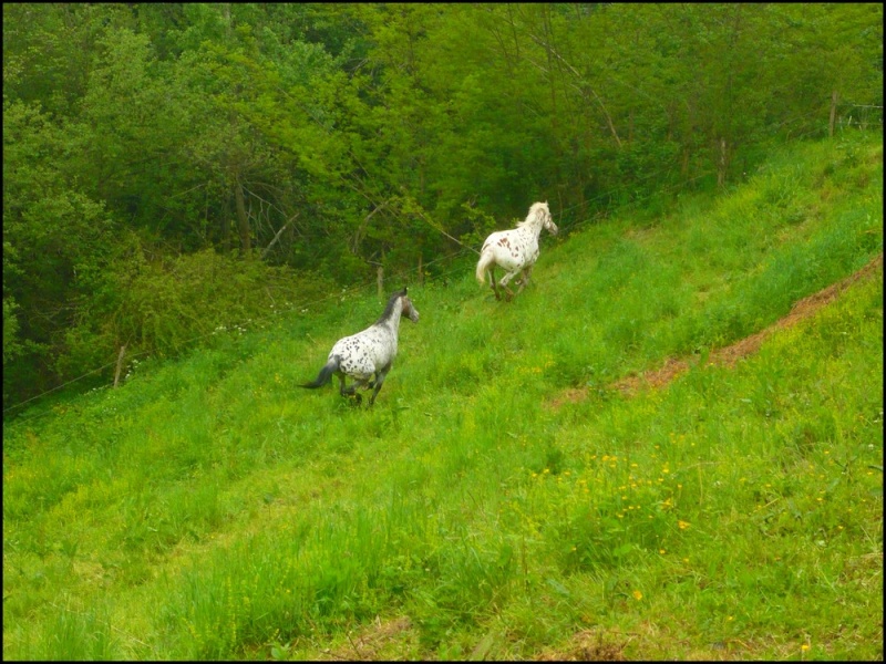 Appaloosa VS Nokota...Nouvelles photos ! Galopa10