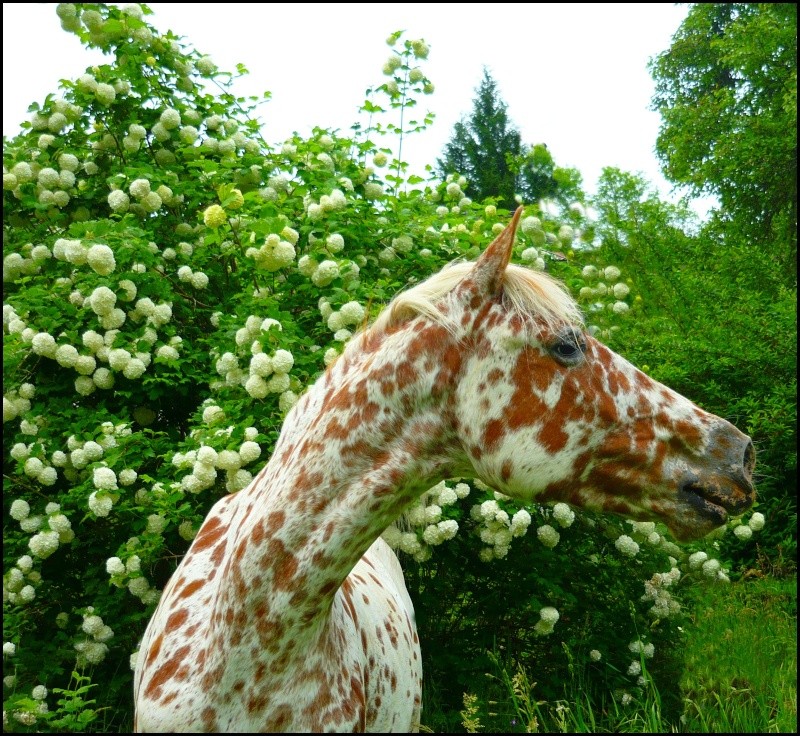 CONCOURS N ° 2 = Les chevaux et les fleurs...Bravo ! Napafl10