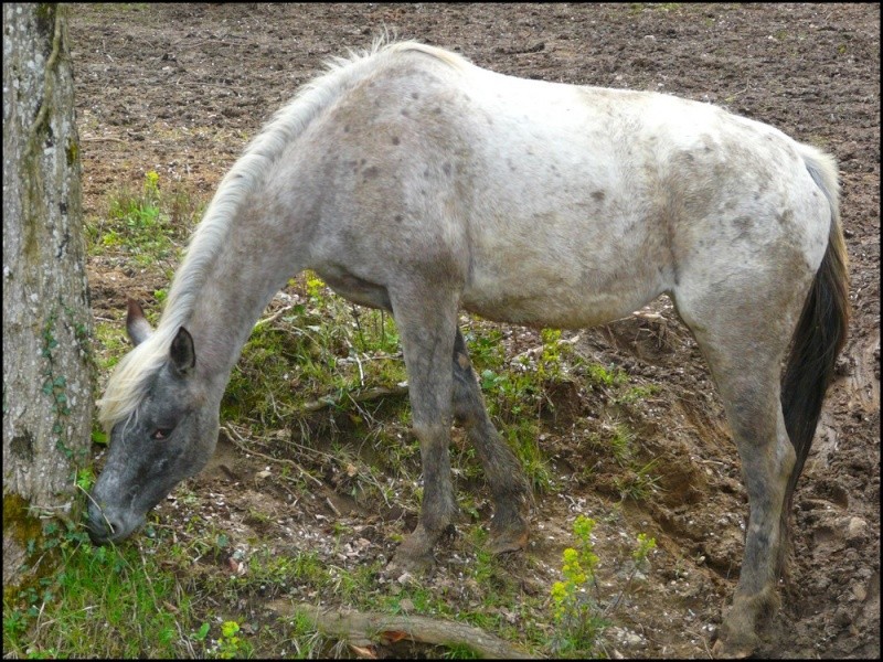 OKEECHOBEE, jument appaloosa PP Okee410