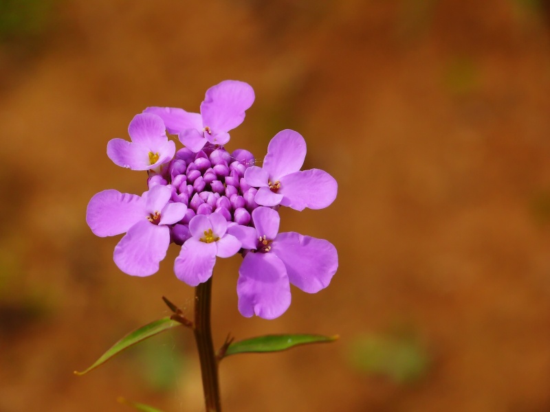 mauve... P1130622