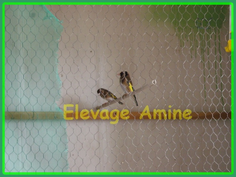 Elevage [ Amine ] - Page 4 410