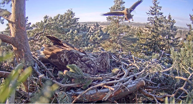 Nos webcams préférées (une fenêtre sur le monde) - Page 18 Aigles10