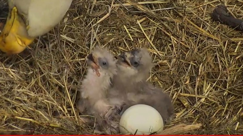 Nos webcams préférées (une fenêtre sur le monde) - Page 24 Aiglon10