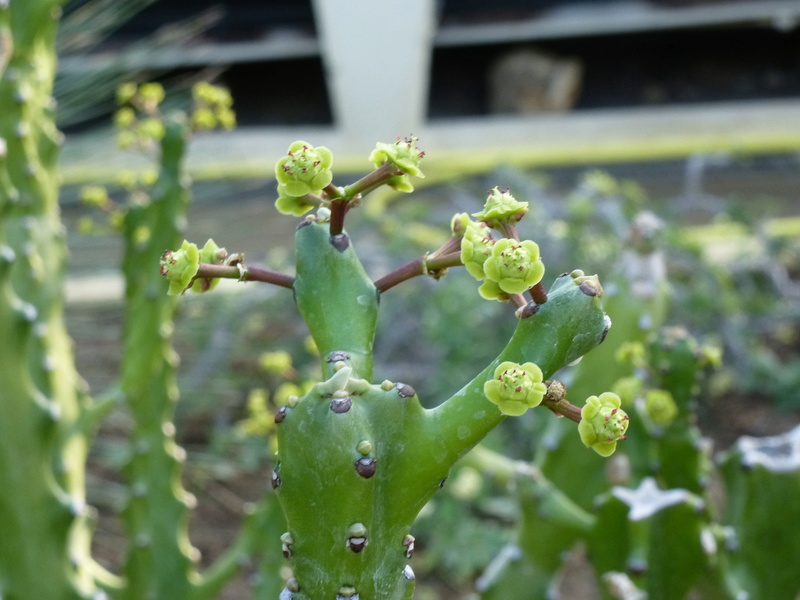 Euphorbia mayuranathanii P1260223