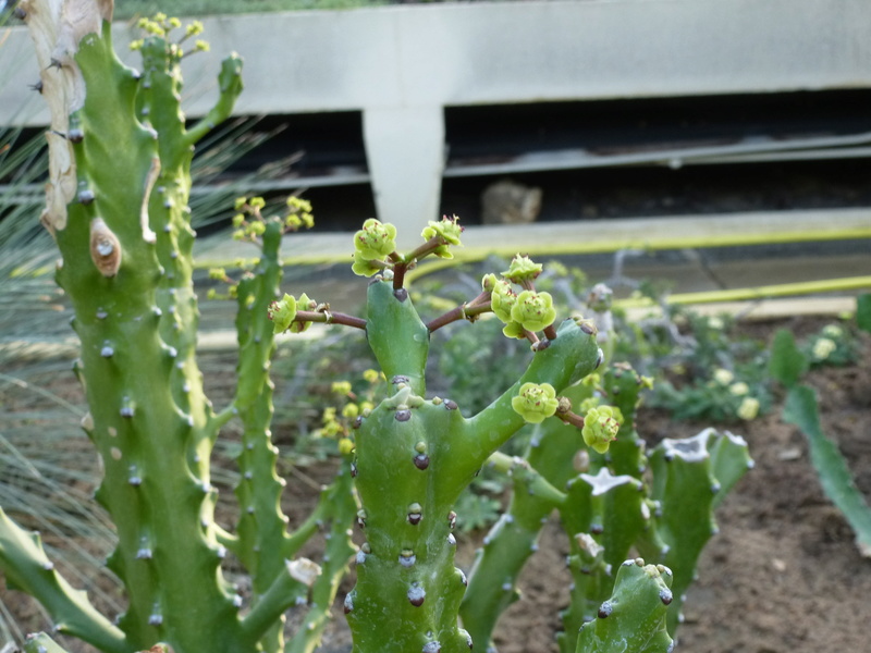 Euphorbia mayuranathanii P1260224